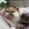 sashiecat